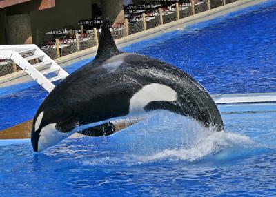 Divin Shamu