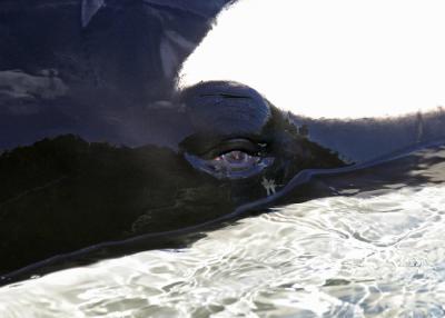 shamu 2