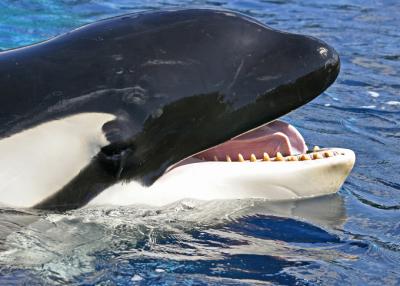 shamu 3