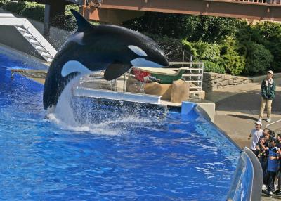 Shamu attack