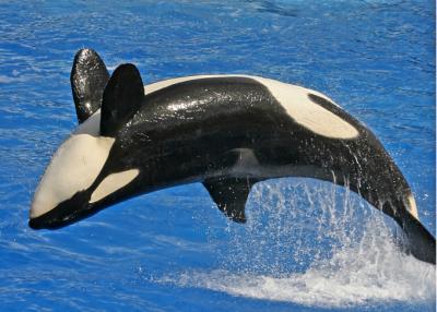 Shamu flips