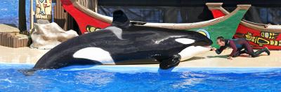 Shamu Shots