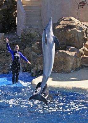 dolphin jump 4