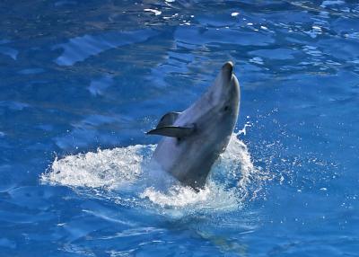 dolphin reverse