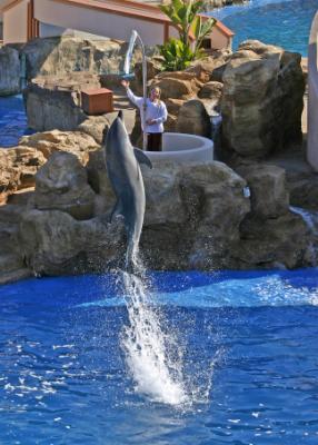 dolphin jump 6