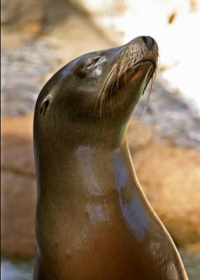 The Seals