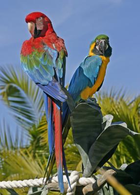 macaws 2