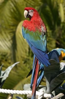 macaw red