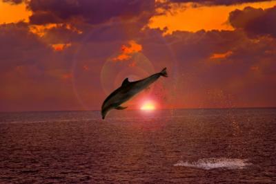 Dolphin Dreams