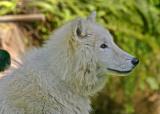 Alaskan white wolf pup 2