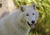 Alaskan white wolf pup