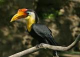 orange hornbill 3