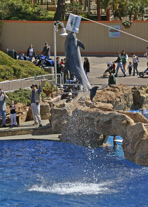 dolphin jump 3