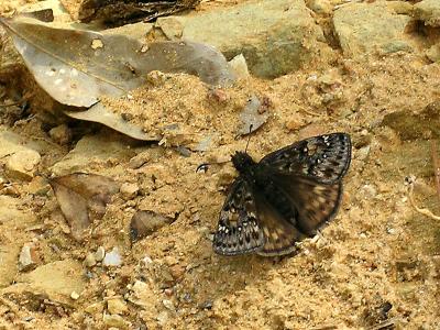 Mottled Duskywing