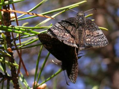 Duskywings