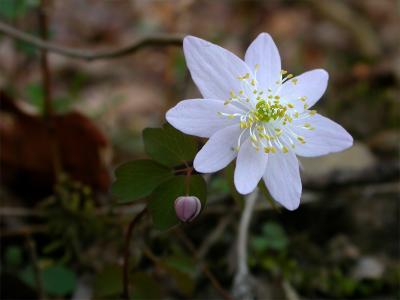 Rue Anemone