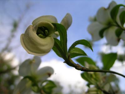 Dogwood Bud