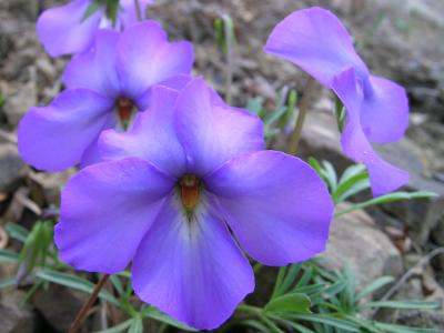 Birdsfoot Violet