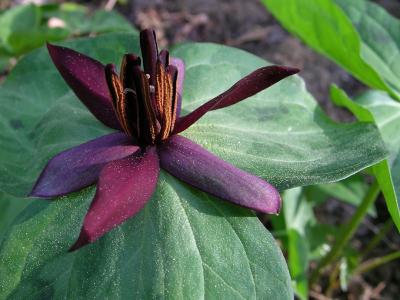 Common Trillium