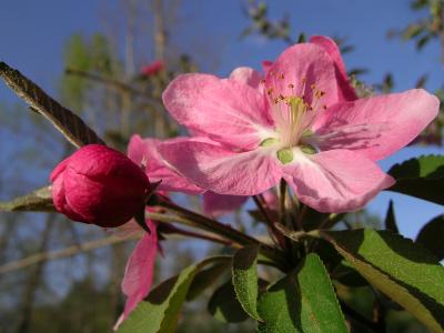 Apple Blossoms ?