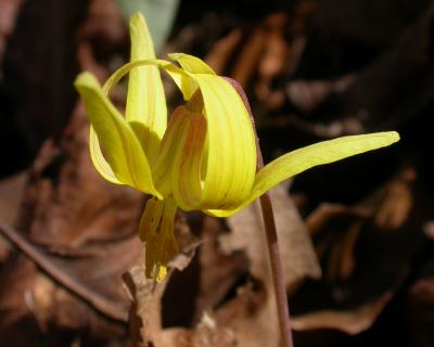 Trout Lilly
