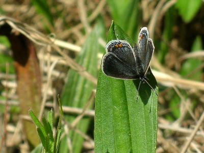 Eastern Tailed Blue