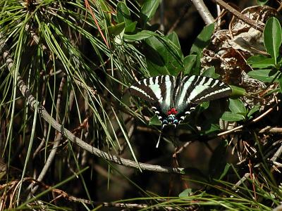 Zebra Swallowtail