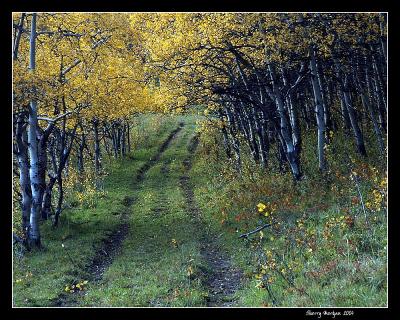 u42/northernshadow/medium/34314548.fallroad1983.jpg