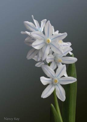 NansWhiteFlowers.jpg