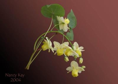 YellowBellFlowers.jpg