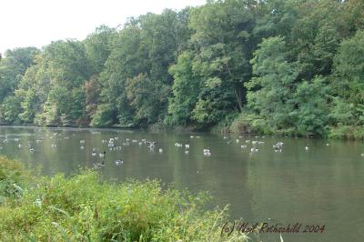 DRPond_6379.jpg