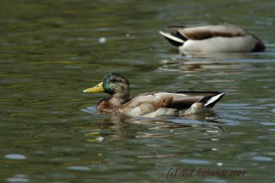 DRPond_6440.jpg