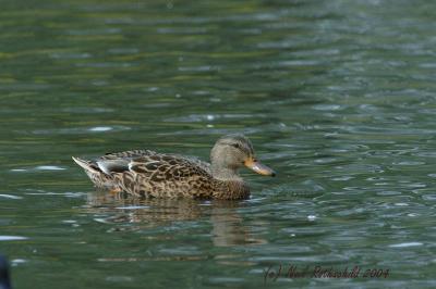 DRPond_6445.jpg