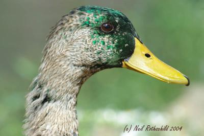 DRPond_6449.jpg