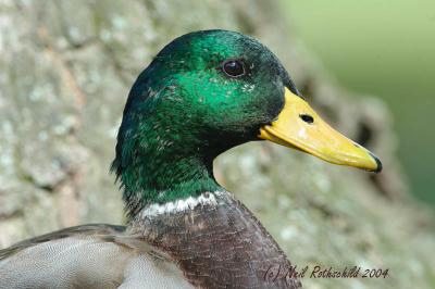 DRPond_6455.jpg