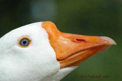 DRPond_6465.jpg