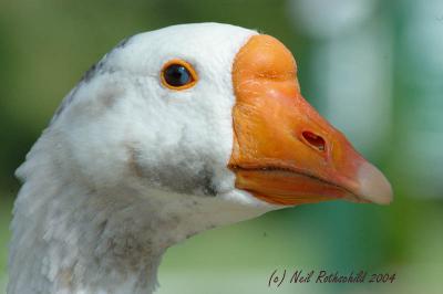 DRPond_6468.jpg