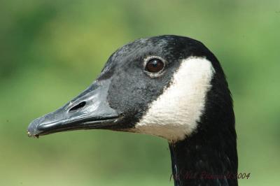 DRPond_6472.jpg