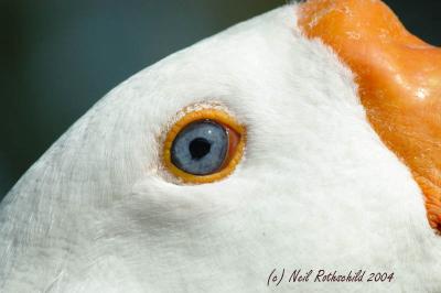 DRPond_6475.jpg