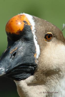 DRPond_6489.jpg