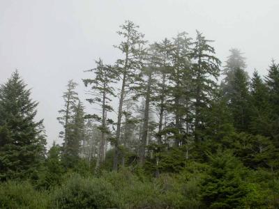 u42/nwblaw/medium/33444407.Tree5283.jpg