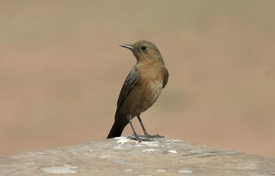 Brown Rock-chat.