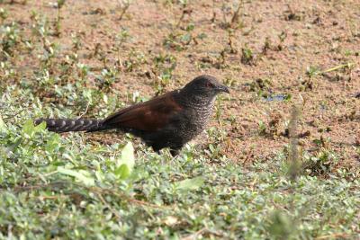 Greater Coucal.