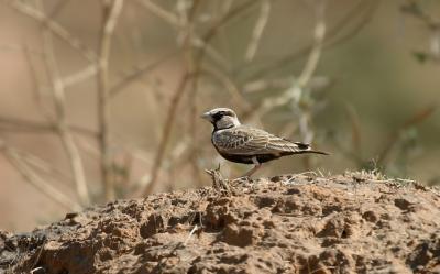 Ashy-crowned Sparrow Lark.