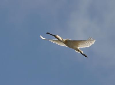 Eurasian Spoonbill.Flightpictures w Canon 10D and Canon EF 100-400mm f/4.5-5.6L IS USM .