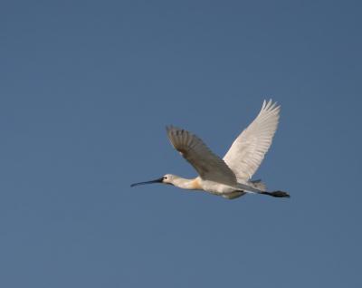 Eurasian Spoonbill.Skestork.