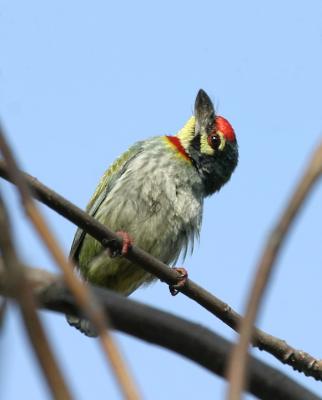 Coppersmith Barbet.