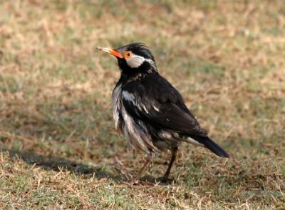 Asian Pied Starling.