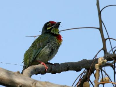 Coppersmith Barbet.