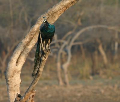 Indian Peafowl.